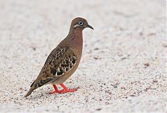 Galapagos Dove